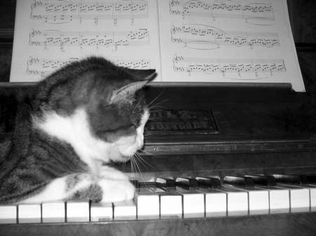 katzeundklavier