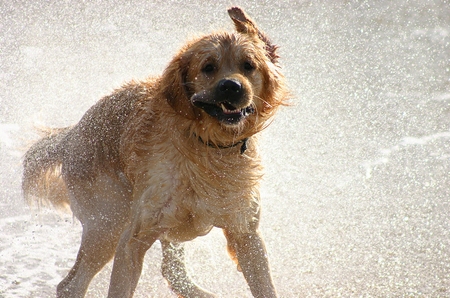 wetdog01