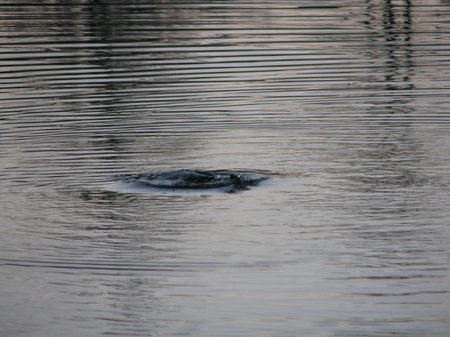 IMG 4282
